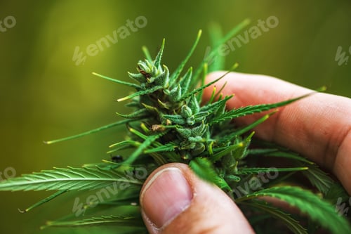 Preview: Agronomist examining industrial hemp plant flower