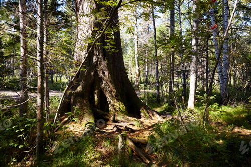 Preview: Dense forest on a summer day. A thick tree trunk