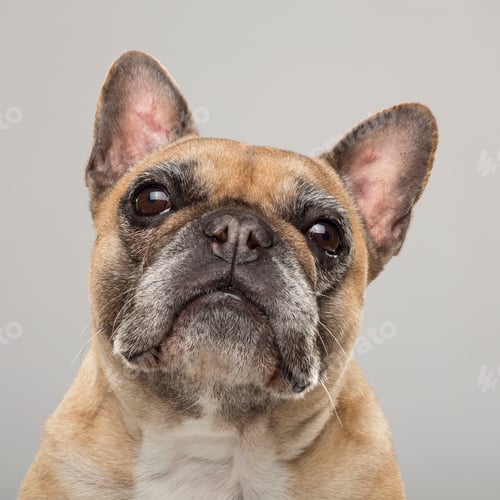 Preview: Studio portrait of an expressive French Bulldog dog