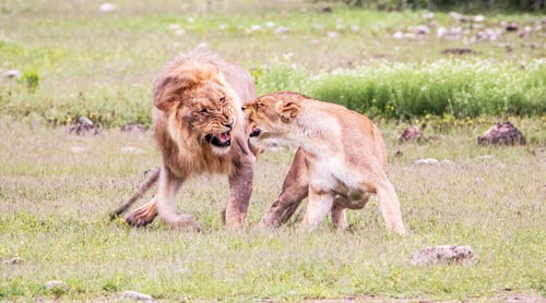 Preview: Namibia Wildlife pictures