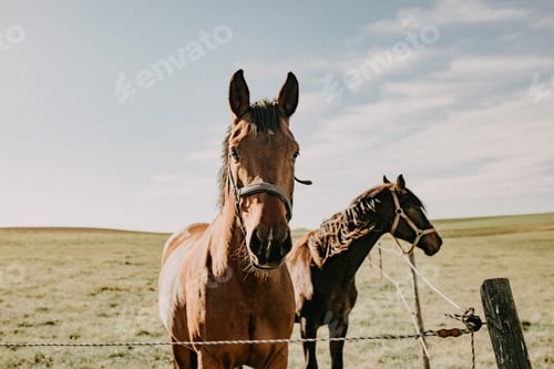Preview: Horses