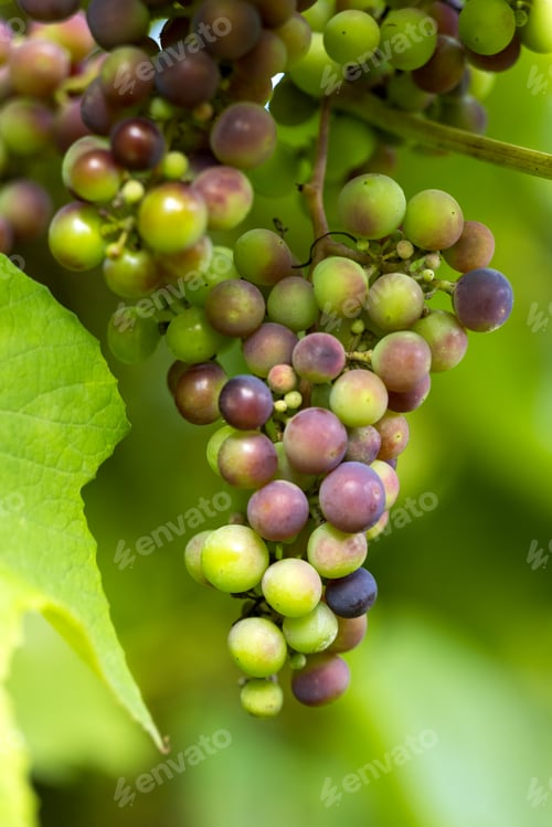 Preview: grapes are ripening in the green garden