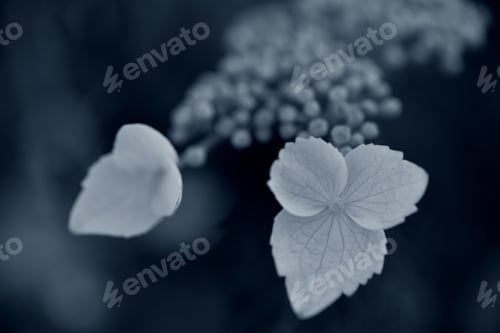 Preview: Close up of Hydrangea Flowers