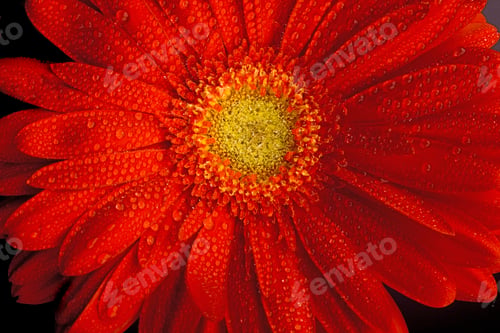 Vibrant Red Gerbera Daisy with Water Droplets