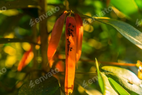 Preview: Closeup nature view of green leaf in garden at summer under sunlight. Natural green plants
