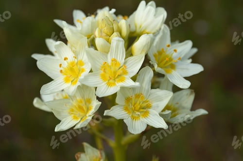 Preview: Closeup on fresh creamwhite flower of Fremont's deathcamas, star zigadene, Toxicoscordion fremontii