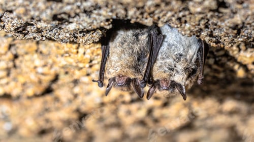 Preview: Hibernating long-eared bats in a cold cellar