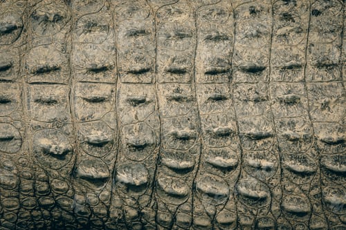 Preview: Close-up of a crocodile textured skin at the Kota Kinabalu Zoo during a daytime visit