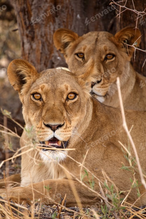 Preview: Lion - Okavango Delta - Moremi N.P.