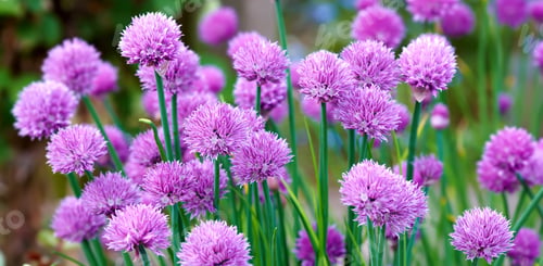 Preview: A photo of beautiful pink garden flowers