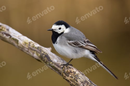 Preview: Selective focus shot of a White wagtail (Motacilla alba) on a branch