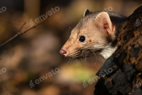 Preview: Beech marten or Martes foina also known as stone marten or white-breasted marten