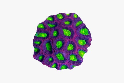 Preview: Layered spherical form with cellular pattern