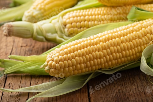 Preview: Fresh corn on cobs on rustic wooden table, closeup