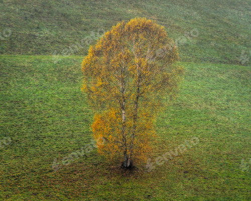 Preview: Isolated Birch with Fall Foliage