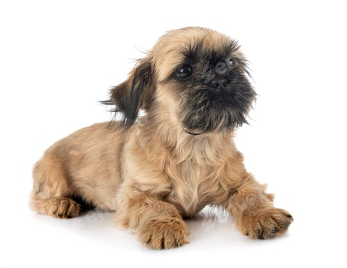 Preview: puppy shih tzu