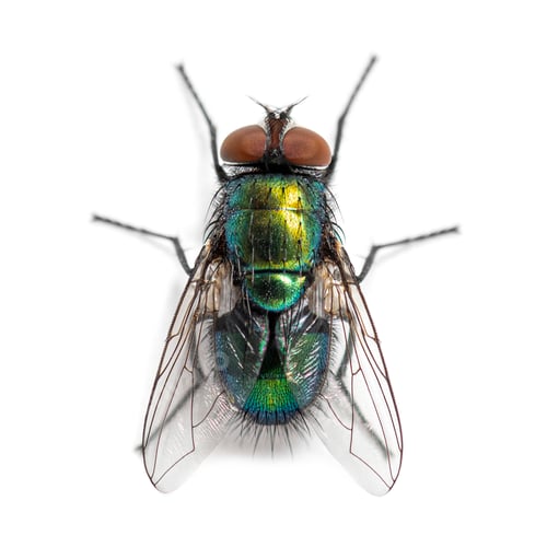 Preview: Top shot of a Green bottle fly species, probably Lucilia sericata, isolated on white