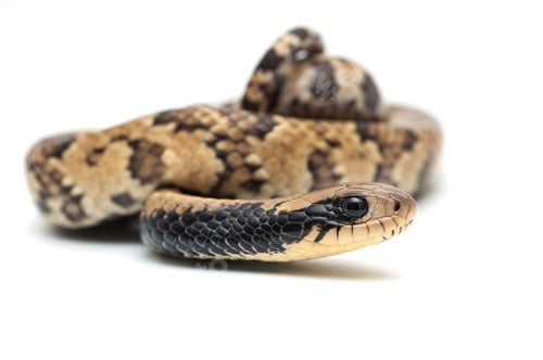 Preview: False water cobra isolated on white background