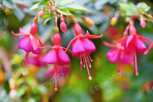 Preview: Beautiful fuchsia flowers in the garden