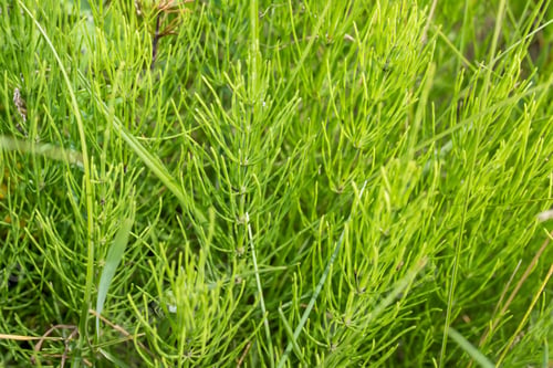 Preview: Healing field Horsetail Herbs. Hand picking off medicinal herbs of Equisetum arvense for making