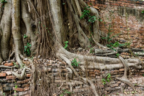 Preview: Tree root with brick wall