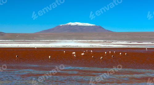 Preview: Laguna Colorada
