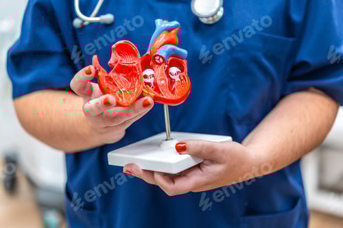 Preview: Cardiologist holding a plastic heart shape model