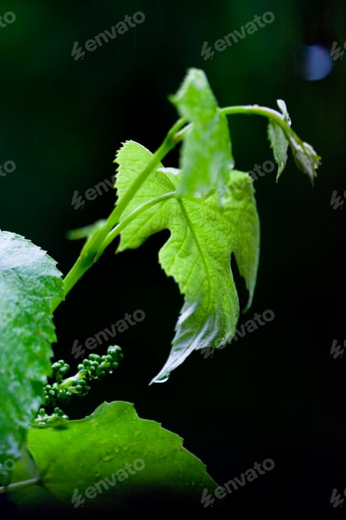 Preview: green leaves