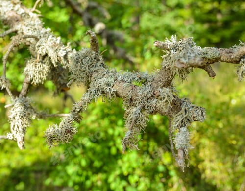 Preview: Moss growing on a tree in a forest