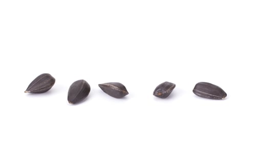Preview: Sunflower black seeds isolated on white background