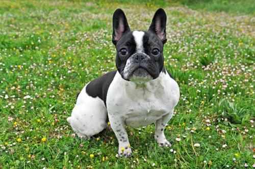 Preview: french bouledogue