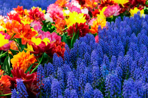 Preview: fresh lawn with flowers