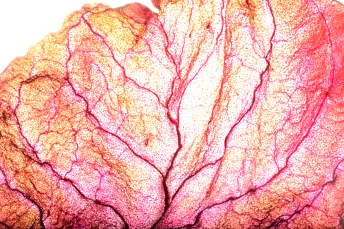 Preview: Dry Leaf Texture Abstract Background