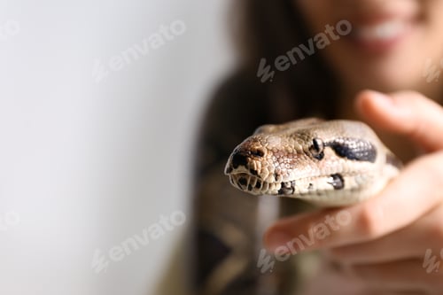 Preview: Woman with her boa constrictor at home, closeup. Exotic pet