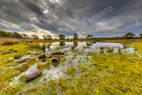 Preview: Fen in nature reserve Tongerense heide