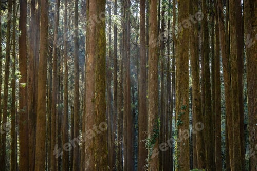 Preview: Forest landscape in alishan national forest recreation area