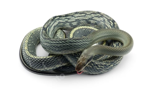 Preview: Beauty rat Snake isolated on white background
