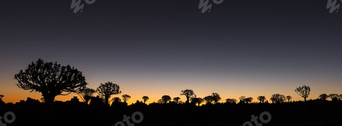 Preview: Silhouettes at sunset of quiver trees and rocks at Garas