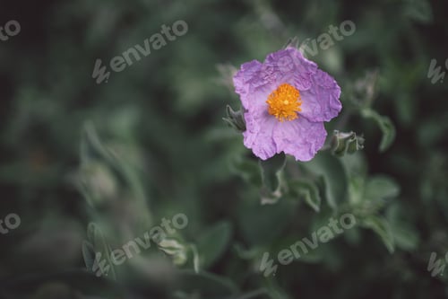 Spring flowers