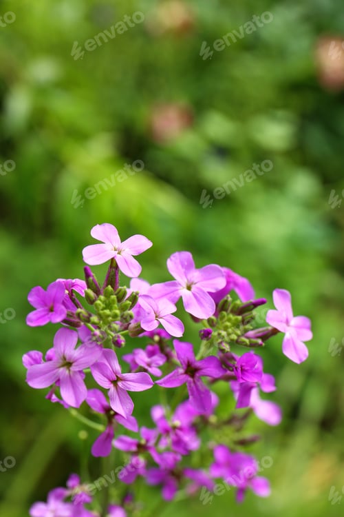 Preview: Beautiful blooming flowers in green garden on summer day. Space for text