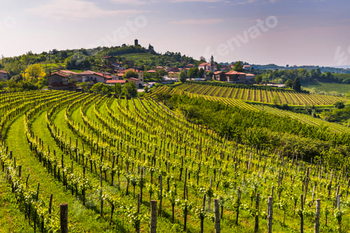 Preview: Kojsko, Goriska Brda, Slovenia. View of vineyards and Kojsko, Goriska Brda (Gorizia Hills), Slovenia