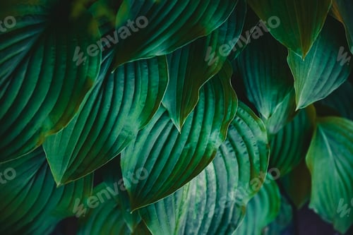 Preview: Abstract green leaves with texture. Top view. Background of nature.