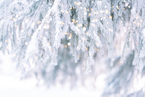 Preview: Background outdoors christmas tree with needles covered with ice and snow against tree light