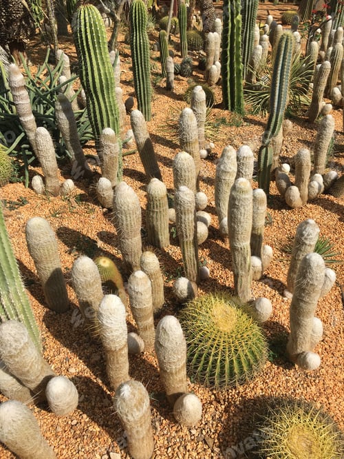 Preview: Cactus at a Botanical graden