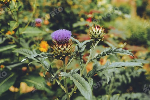 Preview: Cardoon plant, also known as the artichoke thistle