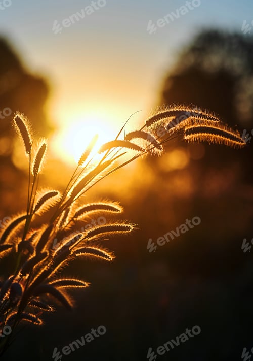 Preview: golden wheat field at sunset