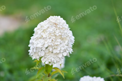 Preview: Pink and white hydrangea flowers on a flowerbed on a green background. Botanical Garden.