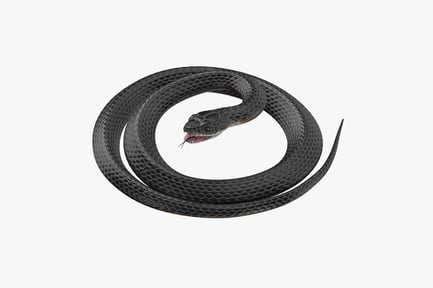 Preview: Coiled Black Snake with Tongue