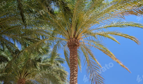 Preview: Beautiful green coconut palm trees on tropical beach against blue sky. Summer vacation concept