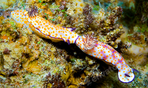 Preview: Sea Slug Hypselodoris pulchella, Red Sea
